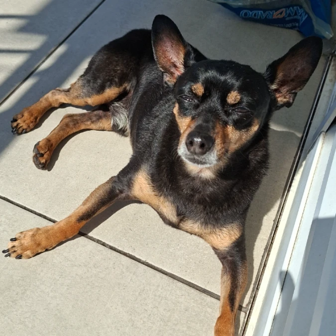 Tobi
